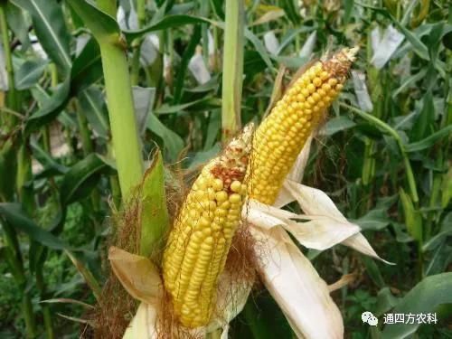 ���׶d���c�՗U��ԭ����