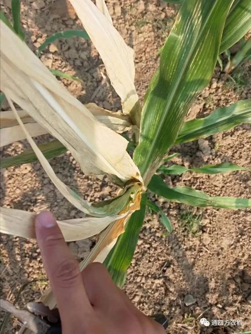 ���쵽����������ģʽ���_������������ɶΣ��������A(y��)����